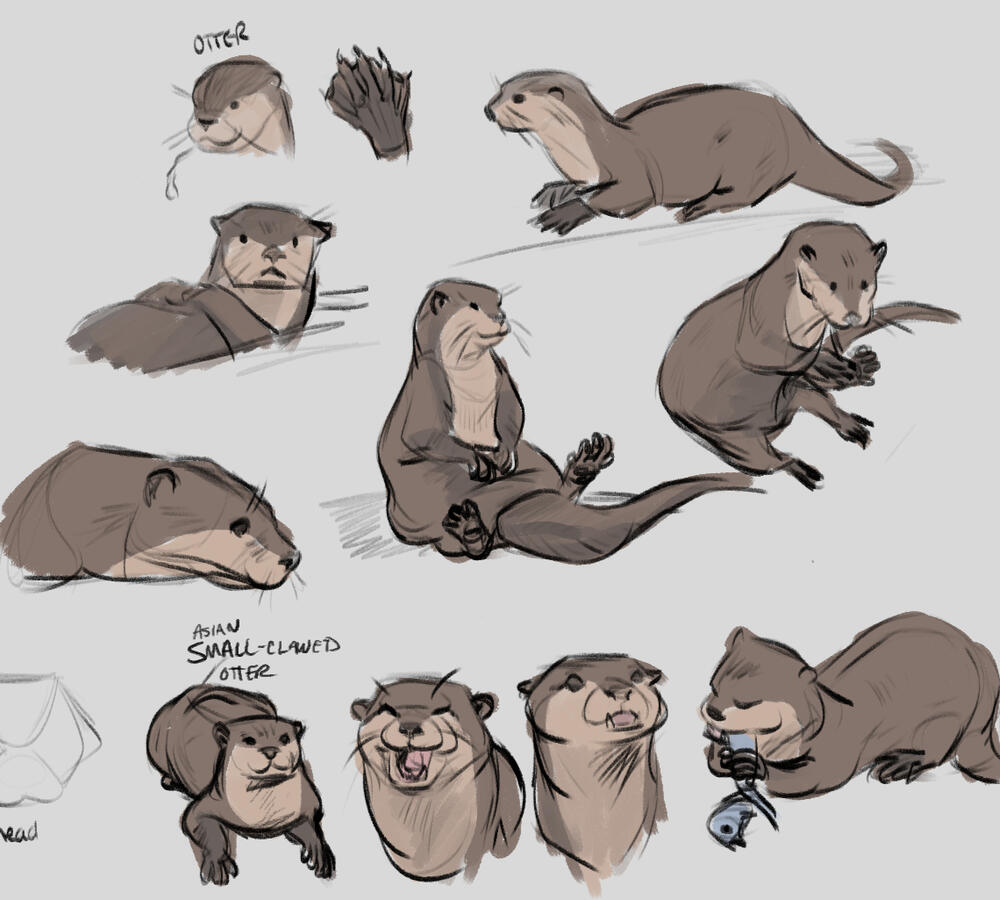 Otter Studies