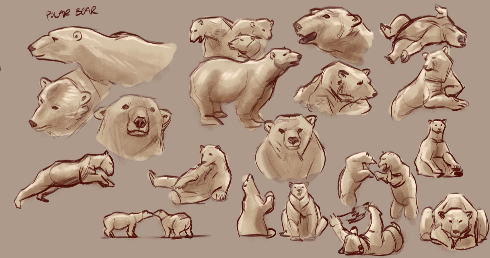 Polar Bear Studies