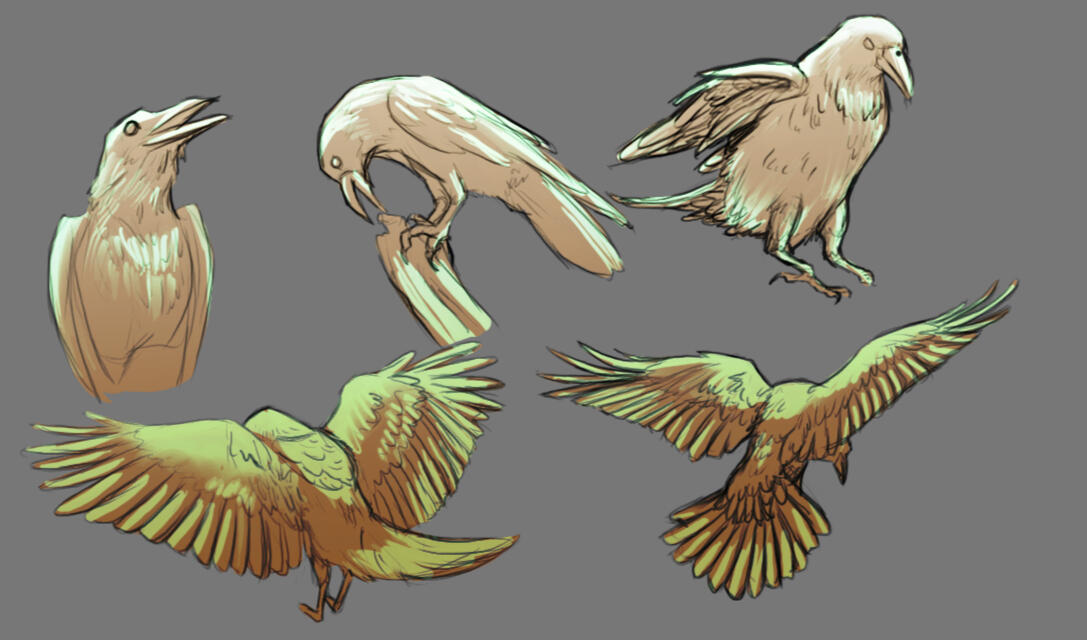 Raven Studies
